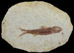 Knightia Fossil Fish - Wyoming #67364-1